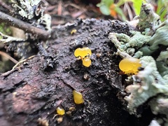 Dacrymycetaceae
