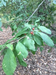 Ilex decidua