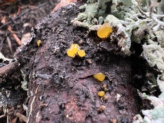 Dacrymycetaceae