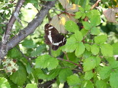 Limenitis camilla