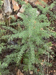 Asparagus suaveolens