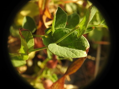 Aristolochia parvifolia