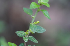 Acalypha glabrata