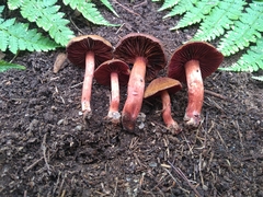 Cortinarius sanguineus