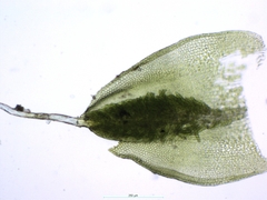 Crossidium crassinervium