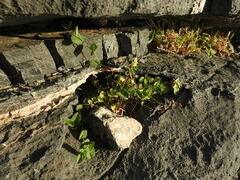Aristolochia parvifolia