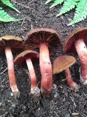 Cortinarius sanguineus
