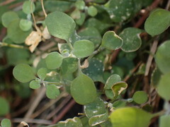 Chenopodium allanii
