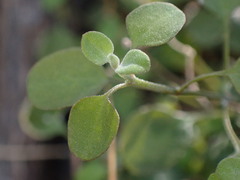 Chenopodium allanii