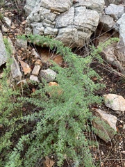 Asparagus suaveolens