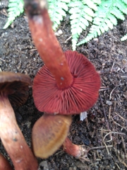 Cortinarius sanguineus