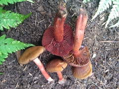 Cortinarius sanguineus
