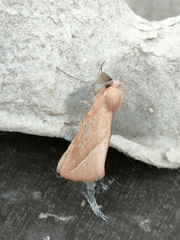 Compsoptera opacaria