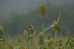 Cisticola