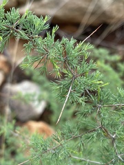Asparagus suaveolens