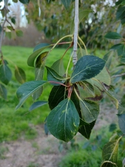Populus simonii