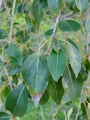Populus simonii