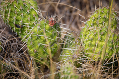 Opuntia polyacantha