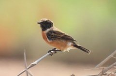 Saxicola maurus
