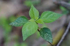 Acalypha glabrata