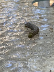 Anisota virginiensis