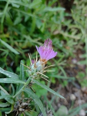 Centaurea × pouzinii