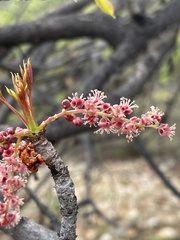 Sclerocarya birrea caffra