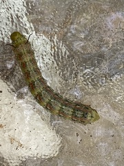 Anisota virginiensis