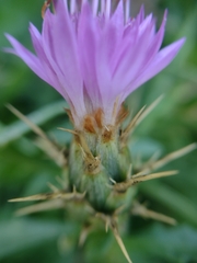 Centaurea × pouzinii
