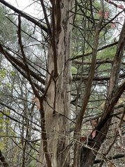 Chamaecyparis thyoides