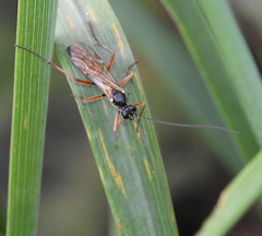 Ichneumonidae