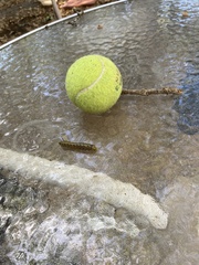 Anisota virginiensis