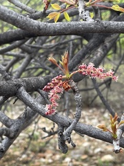Sclerocarya birrea caffra