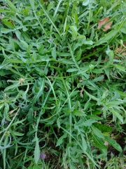 Centaurea × pouzinii