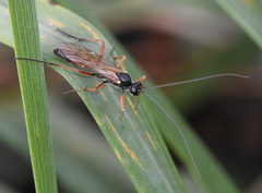 Ichneumonidae