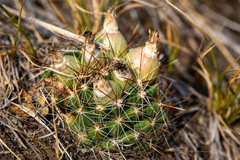 Escobaria vivipara