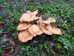 Desarmillaria caespitosa