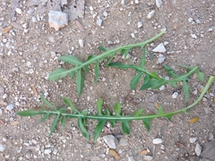 Centaurea × pouzinii