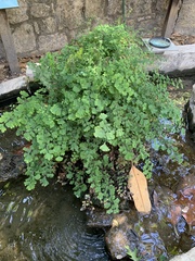 Adiantum