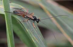 Ichneumonidae