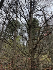 Chamaecyparis thyoides