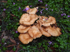 Desarmillaria caespitosa