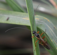 Ichneumonidae