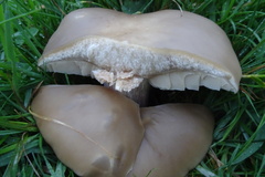 Lepista personata