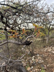 Sclerocarya birrea caffra