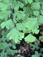 Adiantum