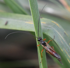 Ichneumonidae
