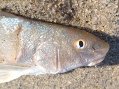 Menticirrhus