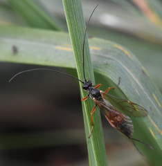 Ichneumonidae