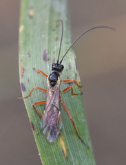 Ichneumonidae